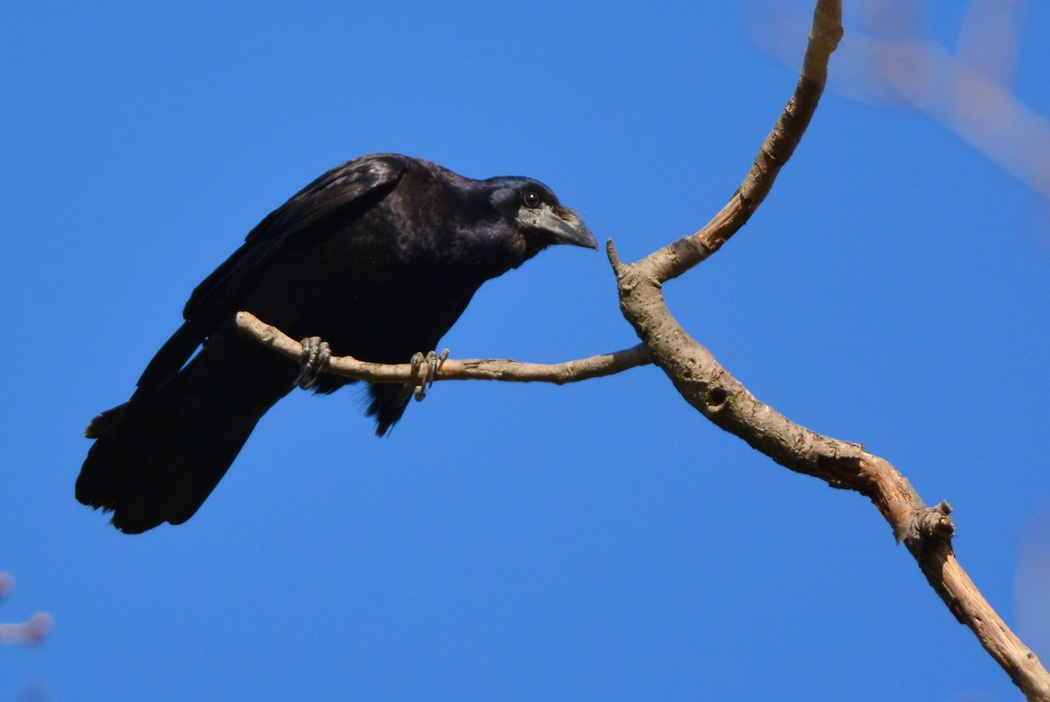 Rook