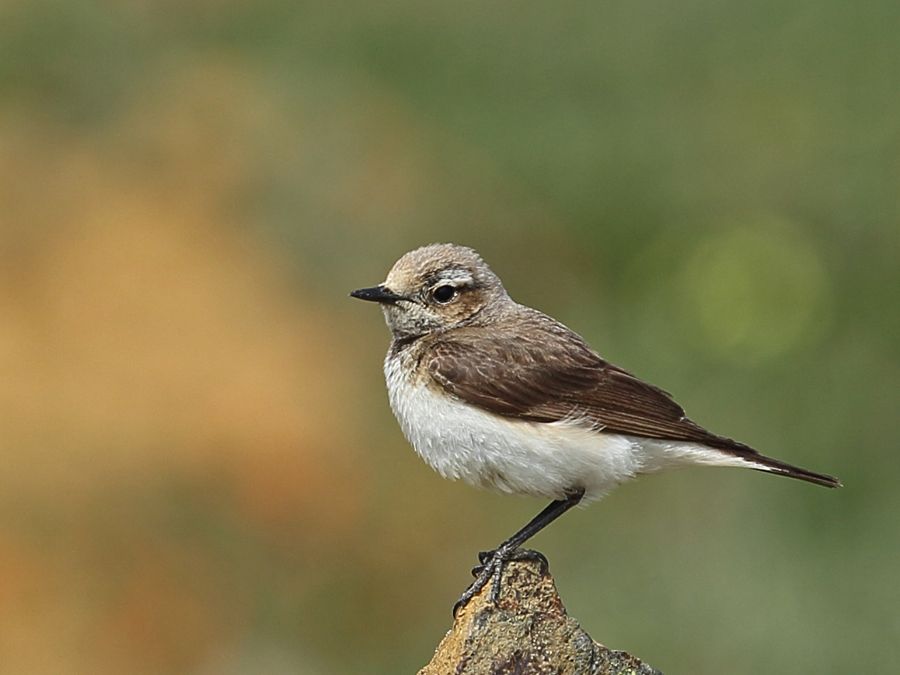 Pied Wheatear