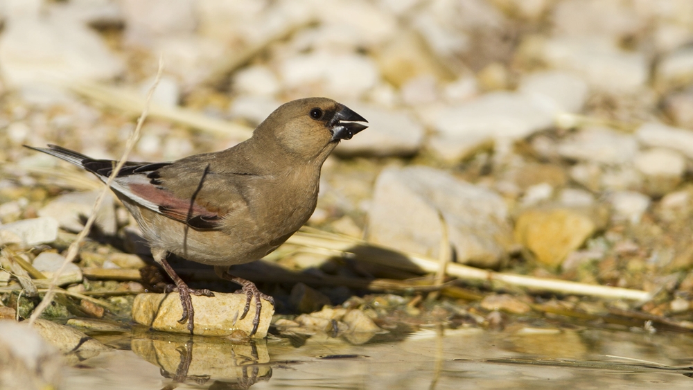 Desert Finch