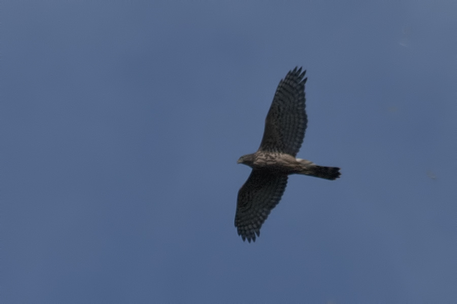 Eurasian Goshawk