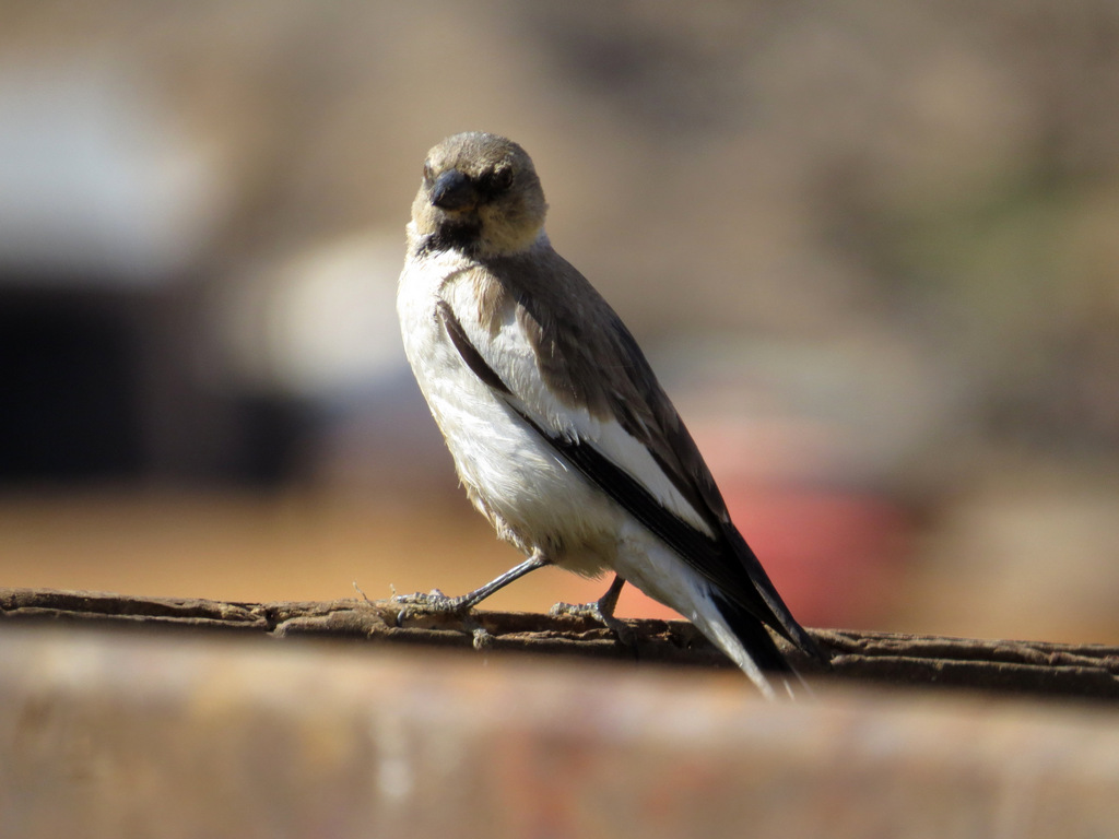 White-winged Snowfinch