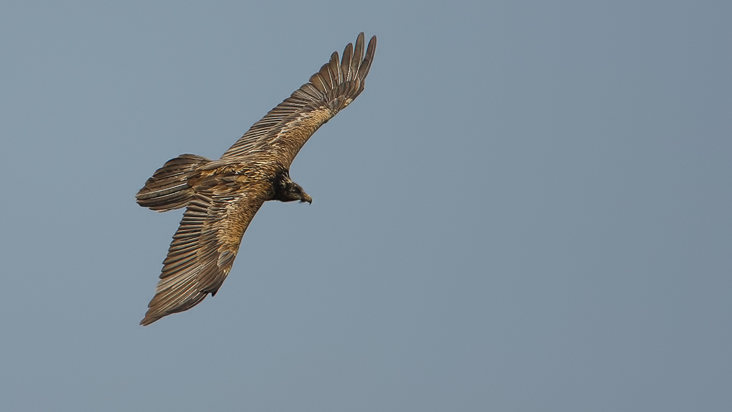 Bearded Vulture