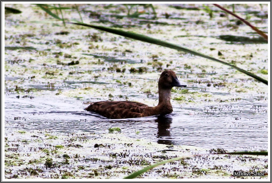 Common Pochard
