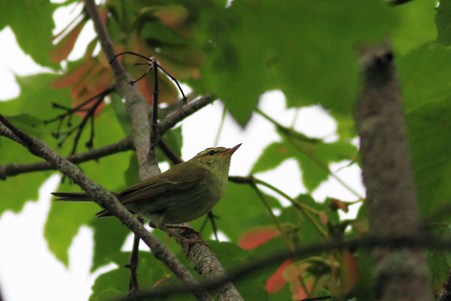 Green Warbler