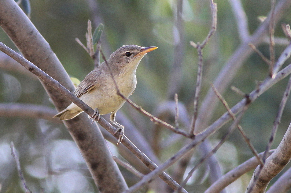 Olive-tree Warbler