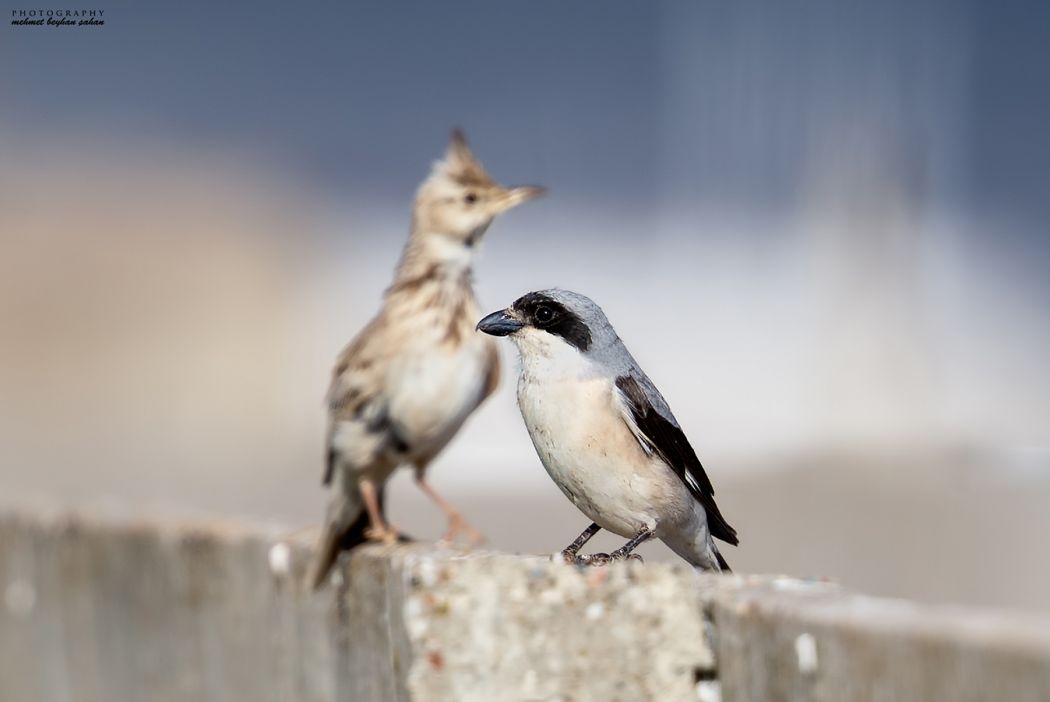 Lesser Grey Shrike