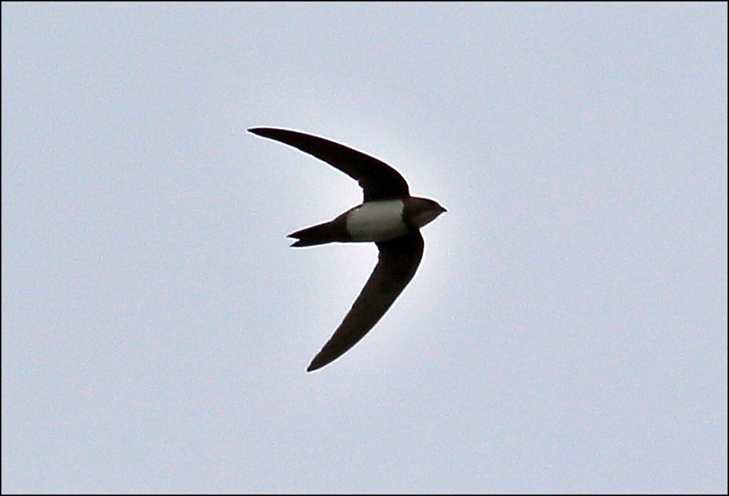Alpine Swift