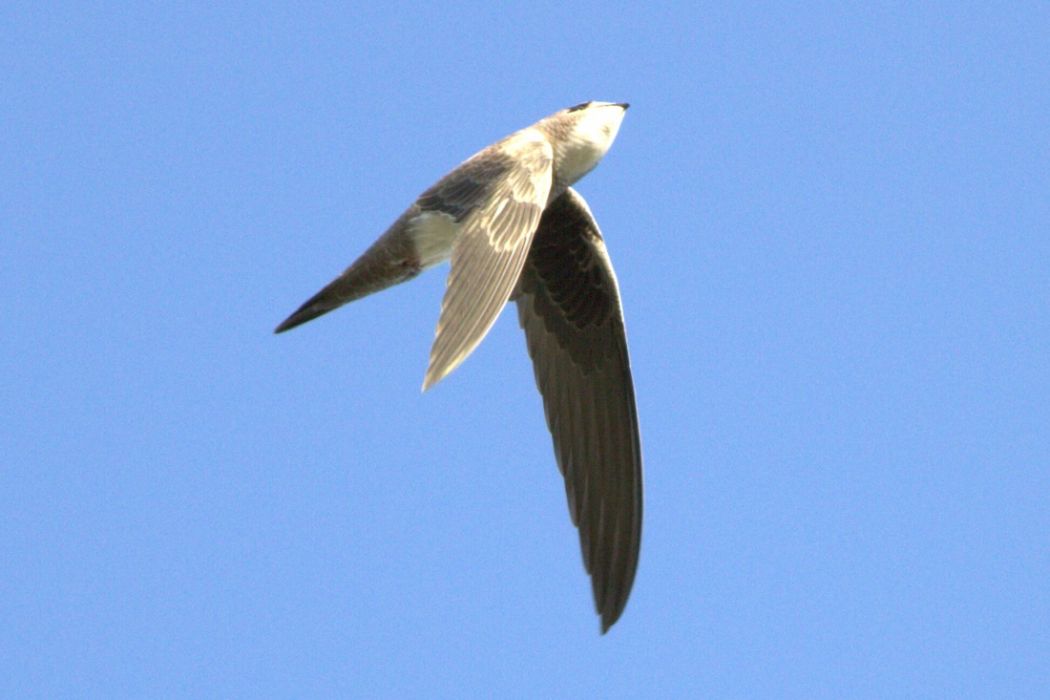 Alpine Swift