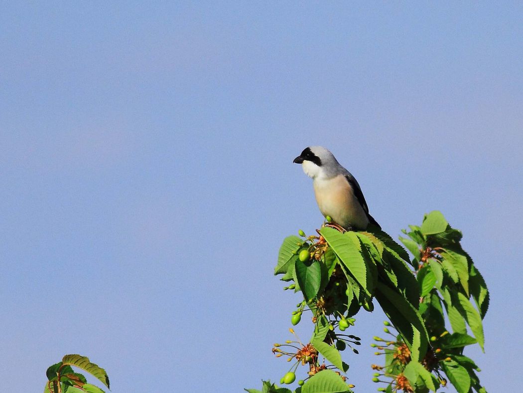 Lesser Grey Shrike