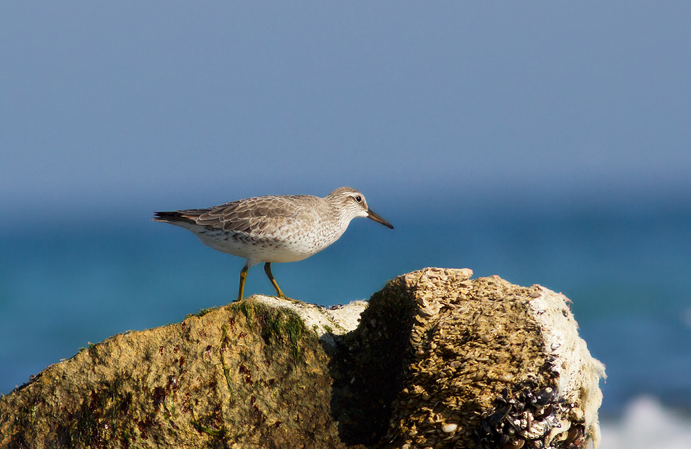 Red Knot