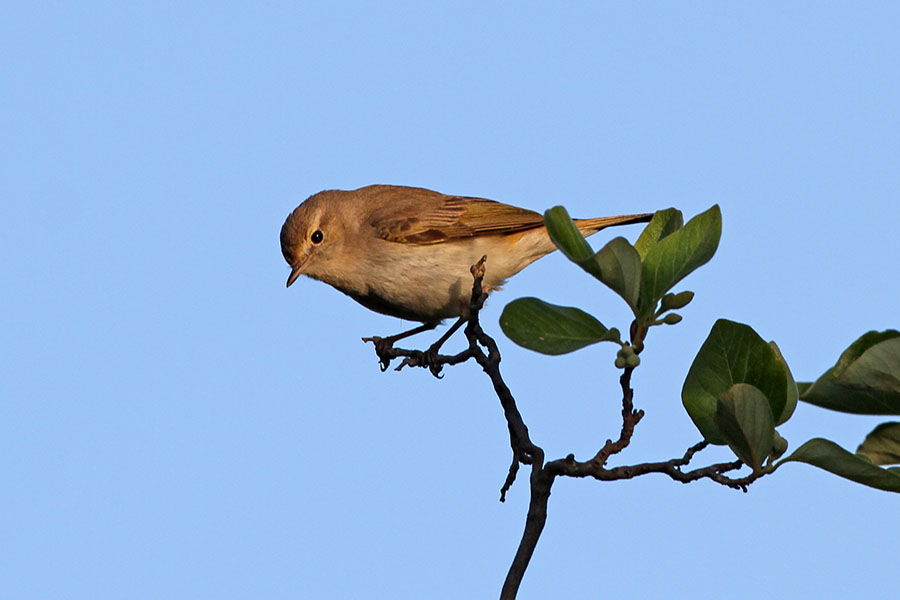 Eastern Bonelli`s Warbler