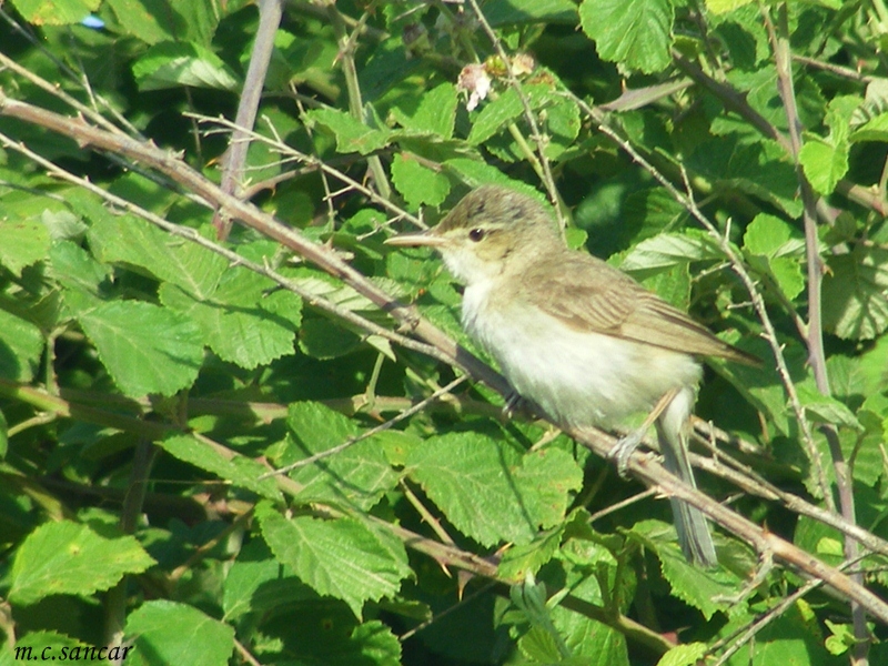 Eastern Olivaceous Warbler