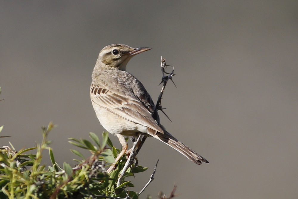 Tawny Pipit