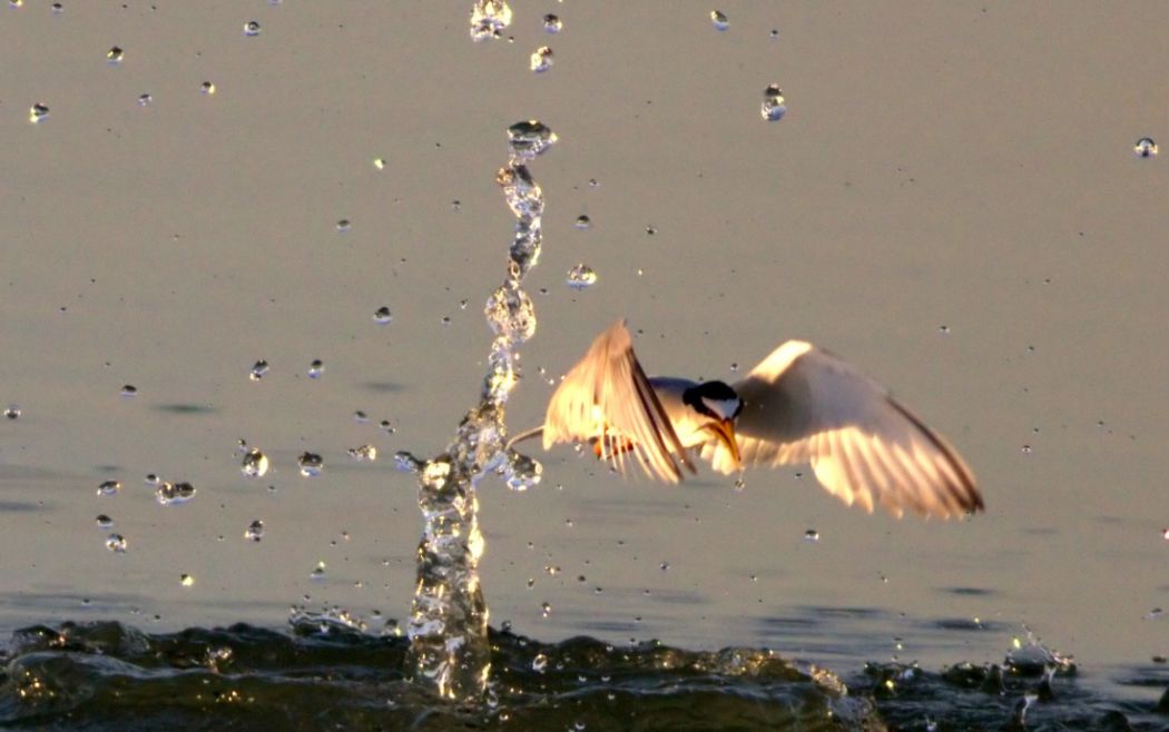 Little Tern