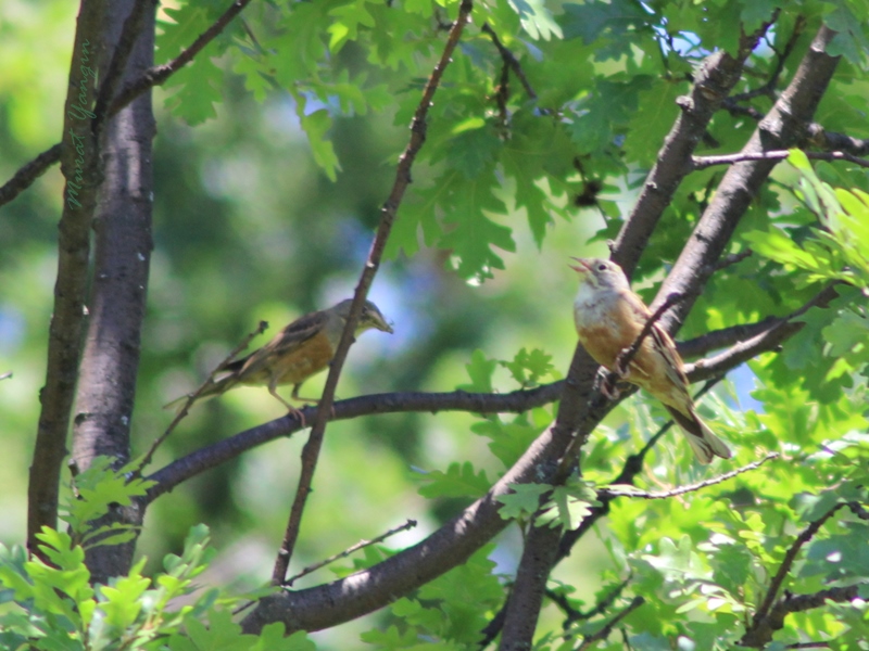 Ortolan Bunting