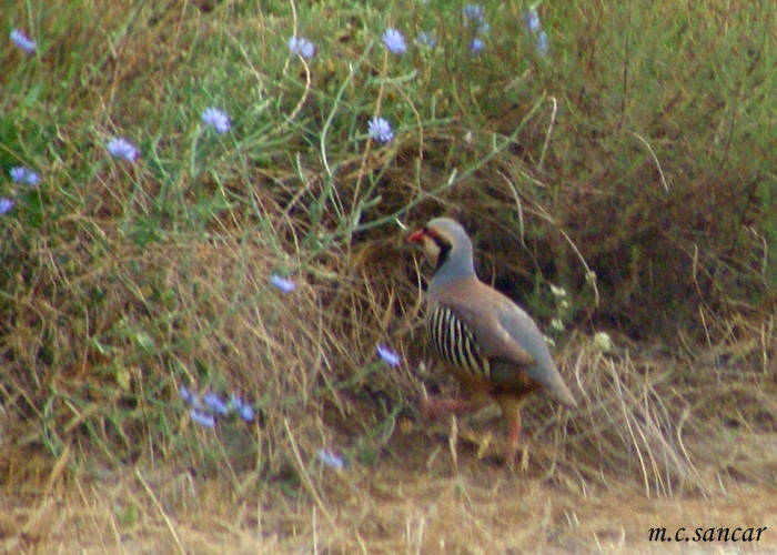 Chukar Partridge
