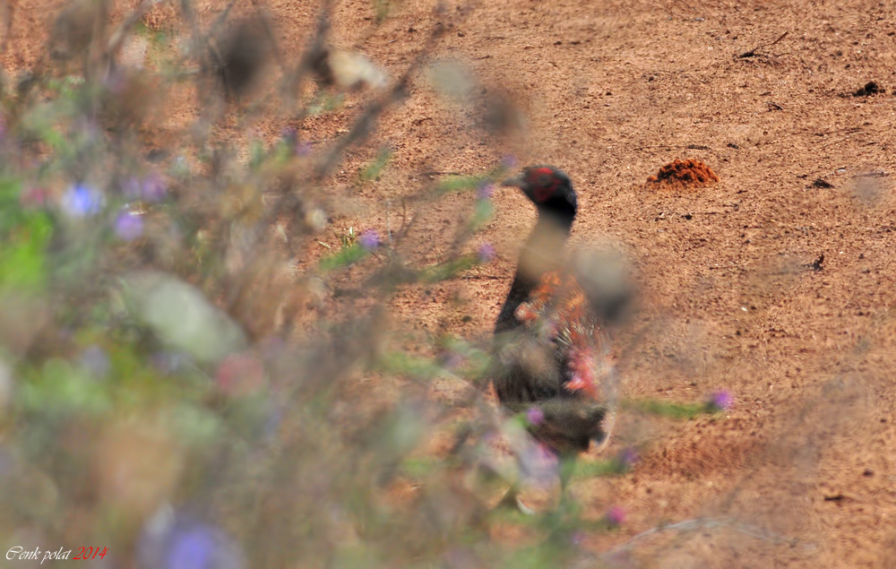 Common Pheasant