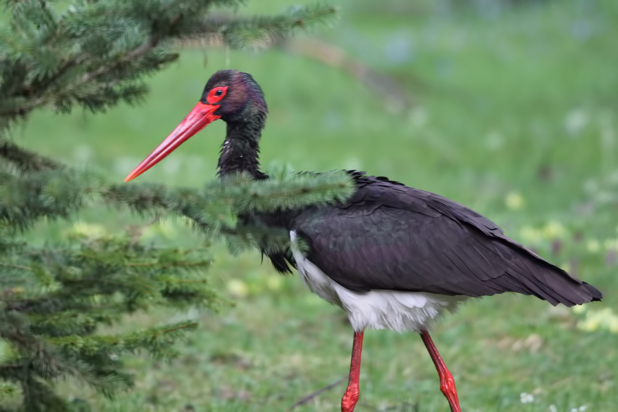 Black Stork