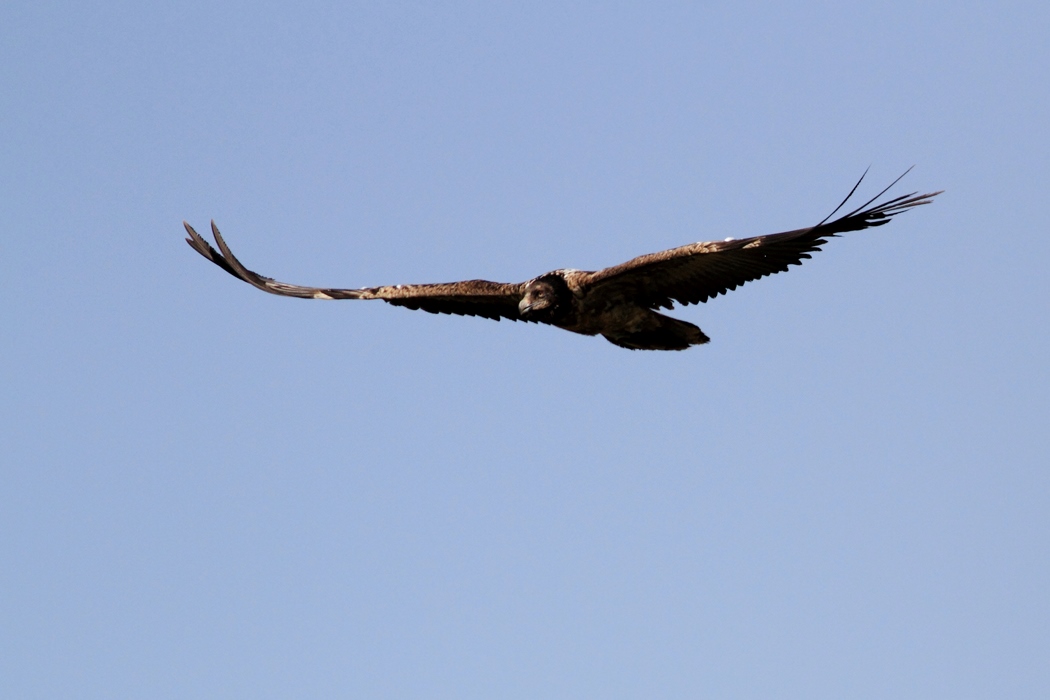 Bearded Vulture