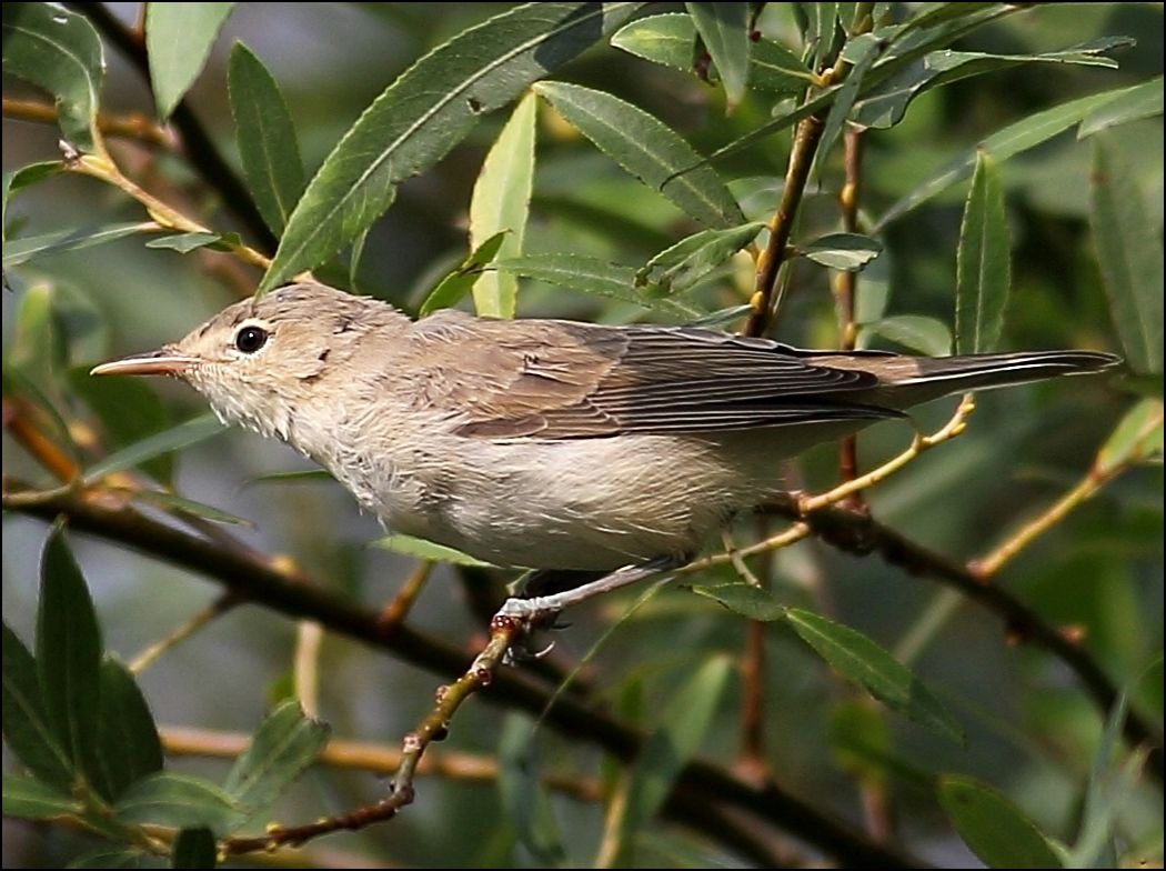 Eastern Olivaceous Warbler