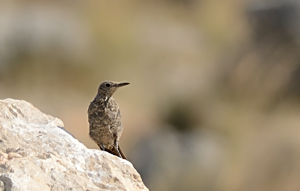 Blue Rock Thrush