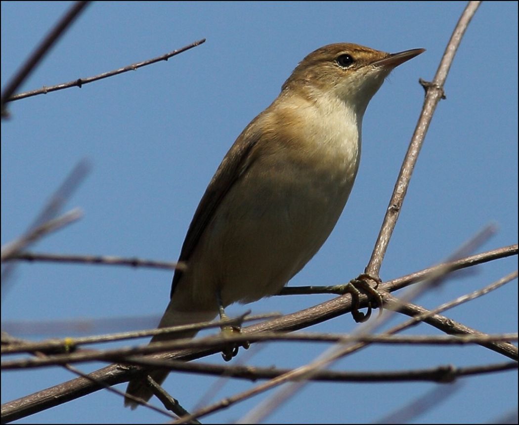 Common Reed Warbler