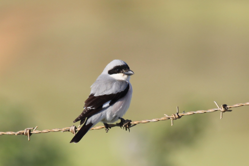 Lesser Grey Shrike