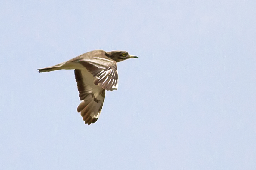 Eurasian Stone-curlew