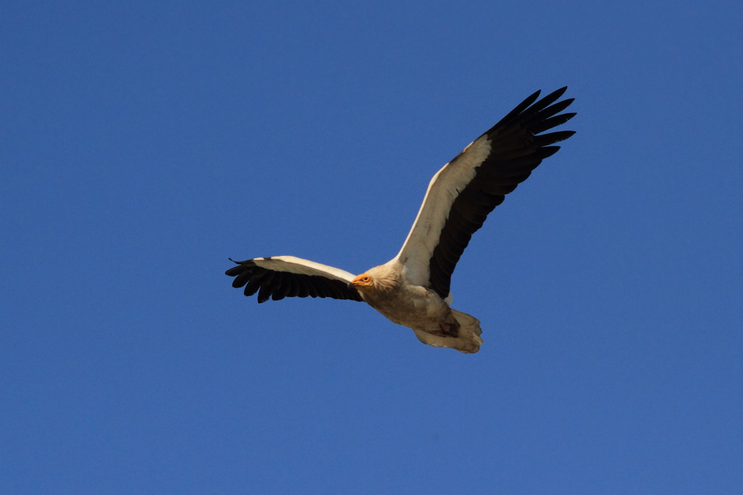 Egyptian Vulture