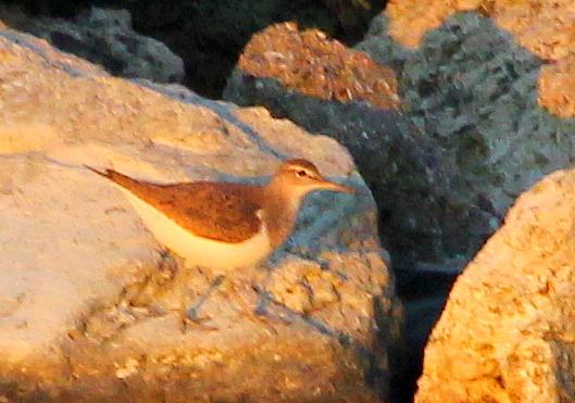 Common Sandpiper