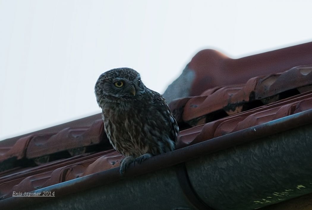 Little Owl