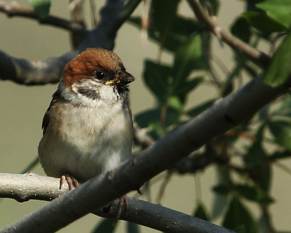 Eurasian Tree Sparrow