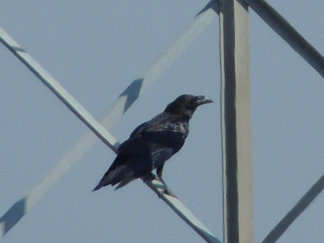 Northern Raven