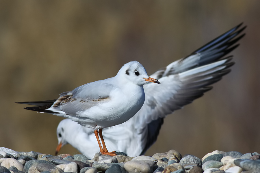 Black-headed Gull