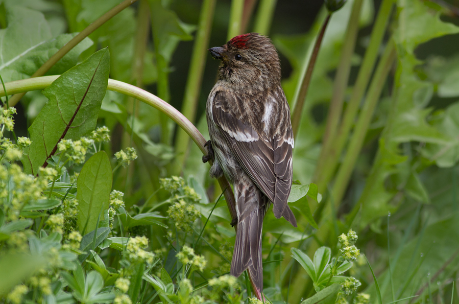 Redpoll