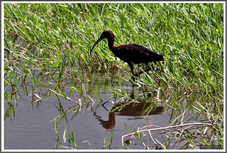 Glossy Ibis