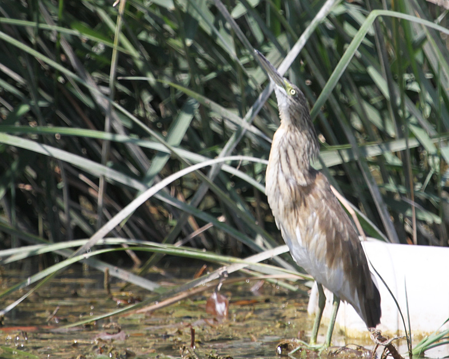Squacco Heron