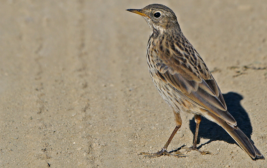 Meadow Pipit