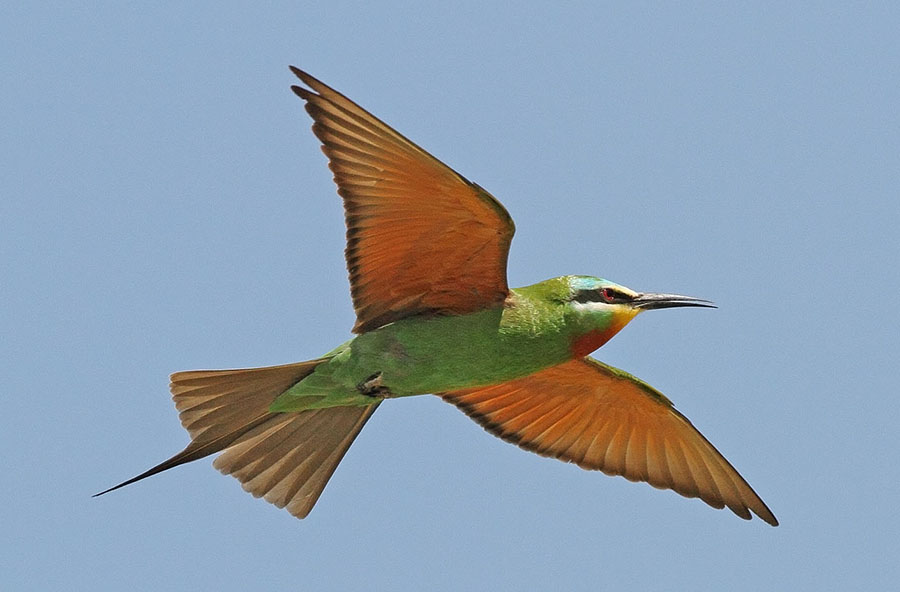 Blue-cheeked Bee-eater