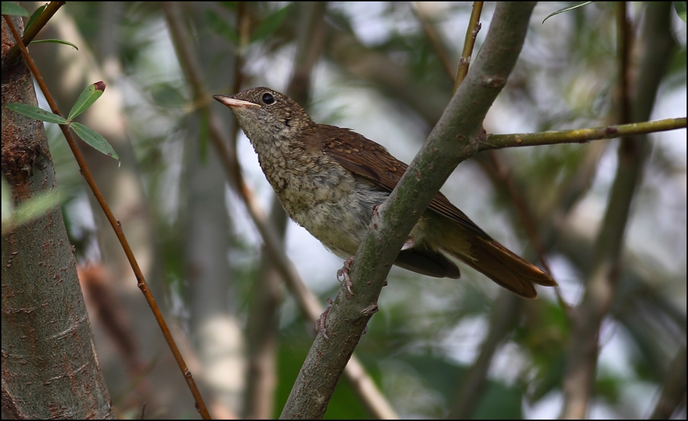 Common Nightingale