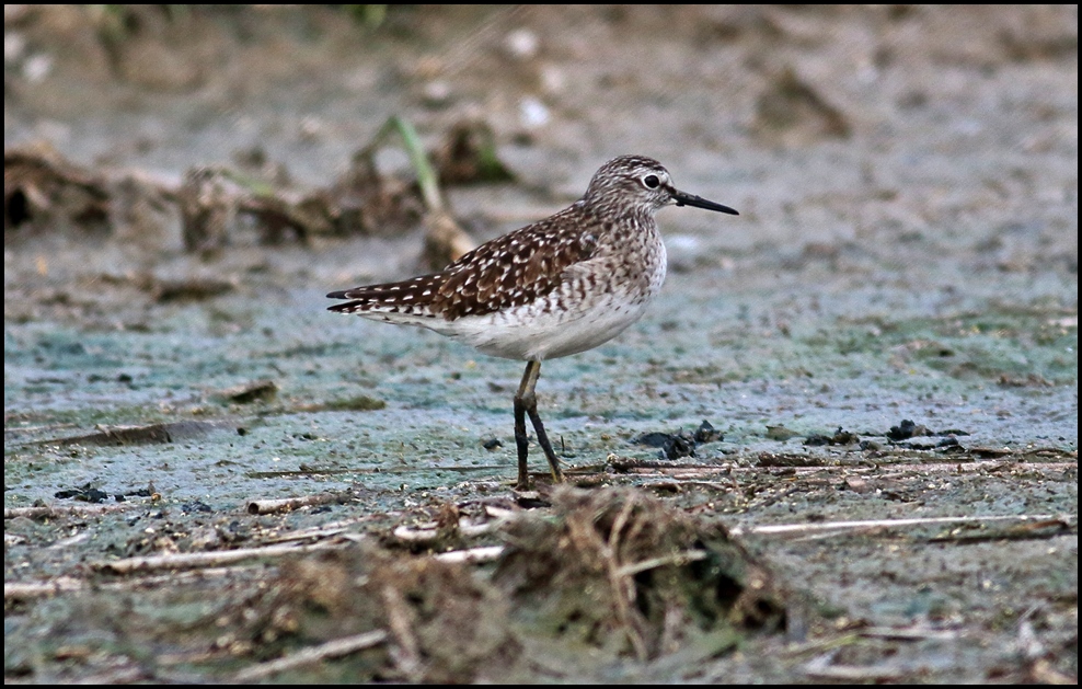 Wood Sandpiper