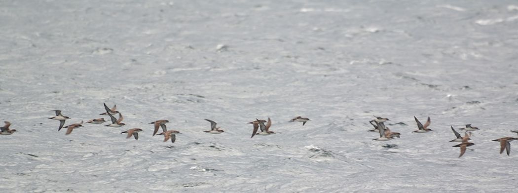 Yelkouan Shearwater