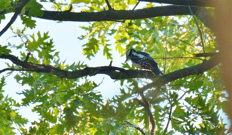 Great Spotted Woodpecker