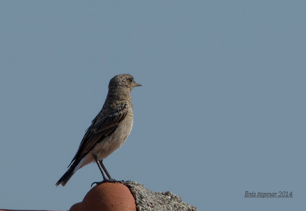 Northern Wheatear