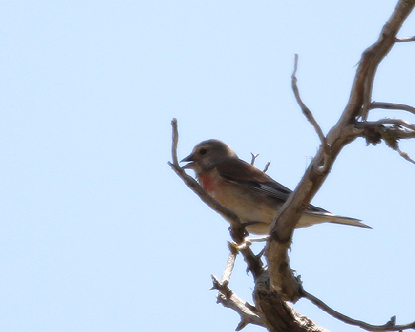 Common Linnet