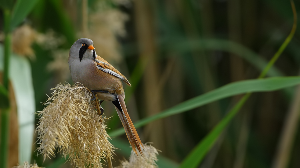 Bearded Reedling