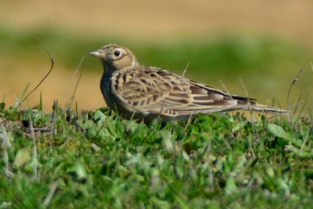 Eurasian Skylark