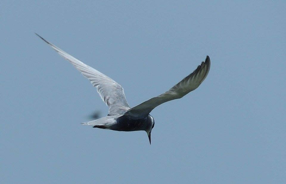 Whiskered Tern