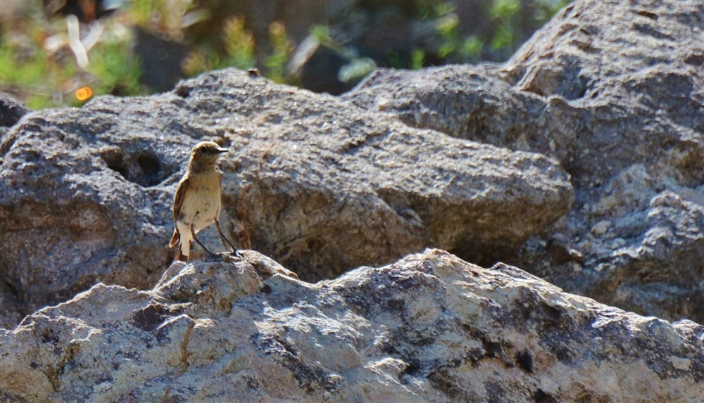 Northern Wheatear