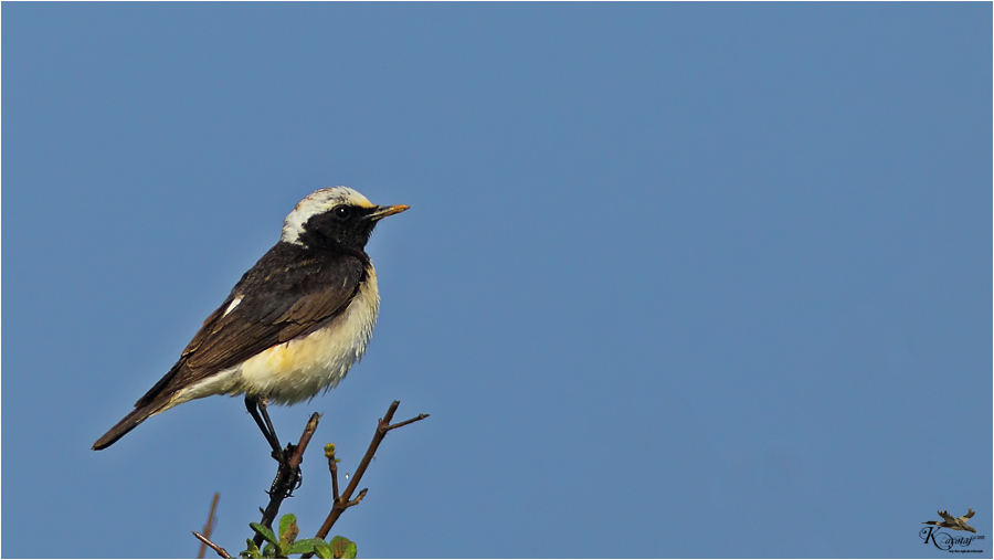 Pied Wheatear